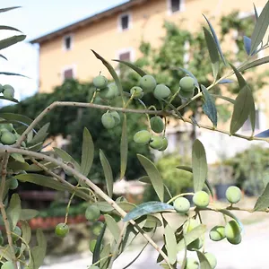 Al Frantoio Bed & Breakfast